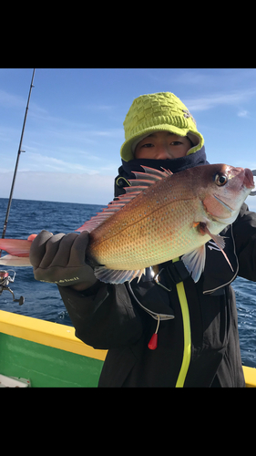 マダイの釣果