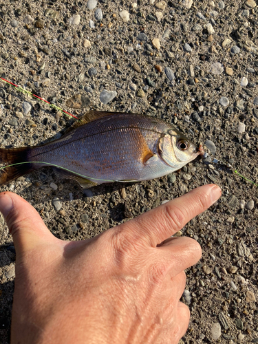 マタナゴの釣果