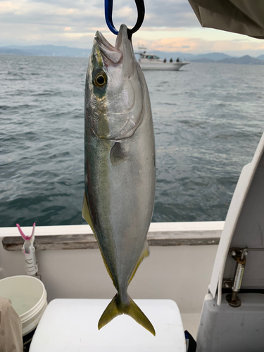 ハマチの釣果