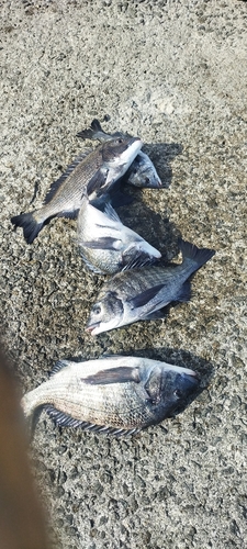 チヌの釣果