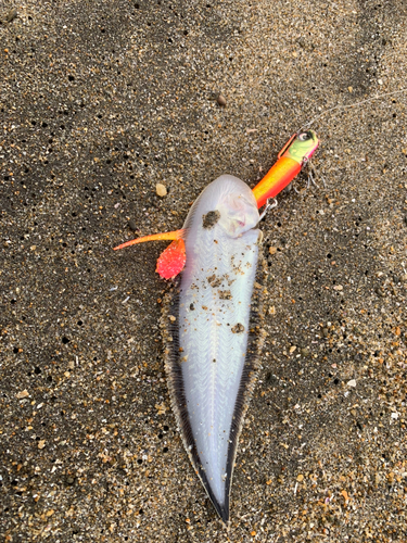 シタビラメの釣果