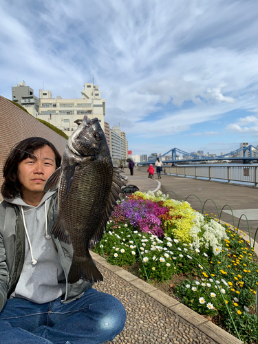 クロダイの釣果