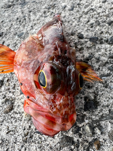 アラカブの釣果