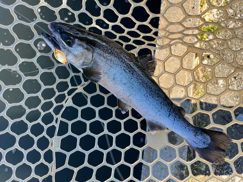 サクラマスの釣果