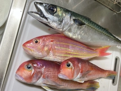 アマダイの釣果