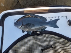 メジナの釣果
