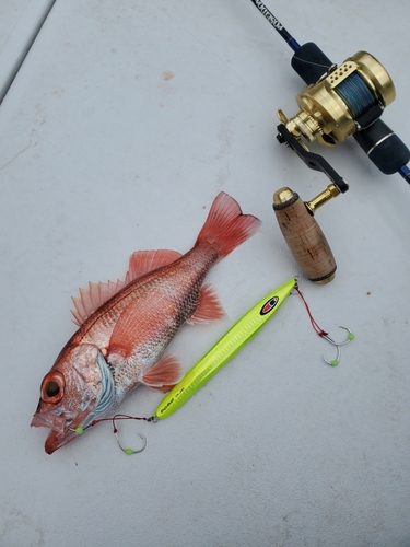 アカムツの釣果