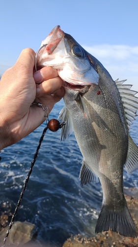 フッコ（ヒラスズキ）の釣果