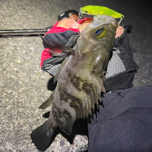 メバルの釣果