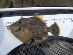 カワハギの釣果