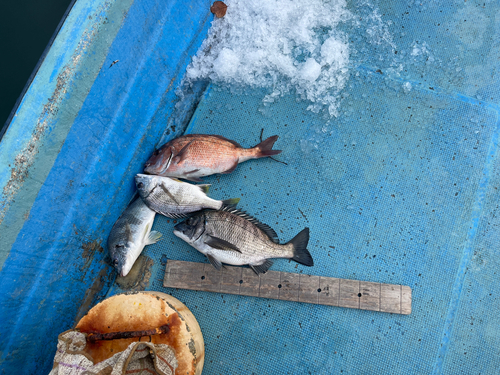 クロダイの釣果