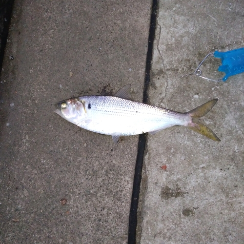 コノシロの釣果