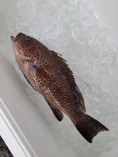 オオモンハタの釣果