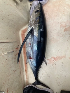 ビンチョウマグロの釣果