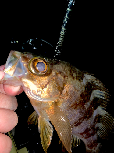 アカメバルの釣果