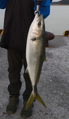 ハマチの釣果