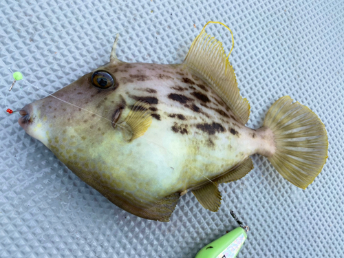 カワハギの釣果