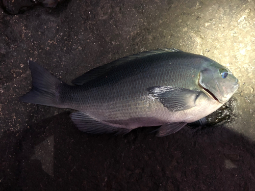 メジナの釣果