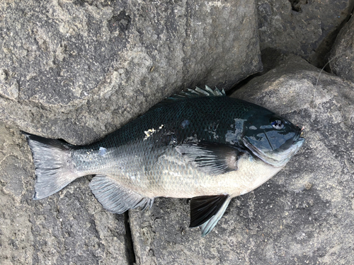 メジナの釣果