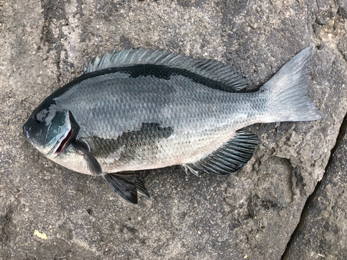 メジナの釣果