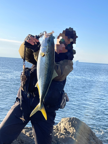 ハマチの釣果