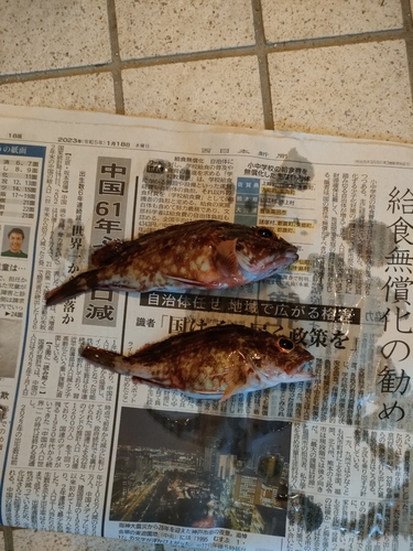 アラカブの釣果