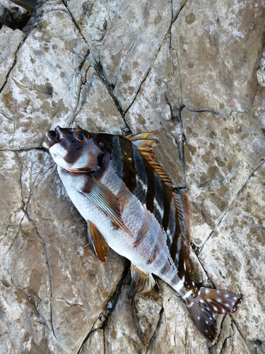 タカノハダイの釣果