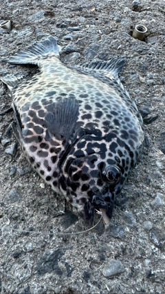 イシガキダイの釣果