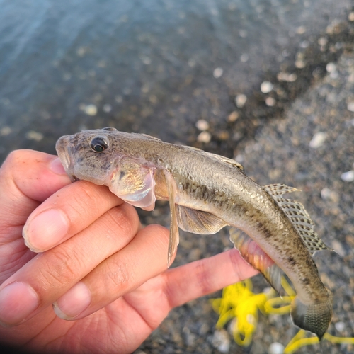 マハゼの釣果