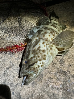 チャイロマルハタの釣果