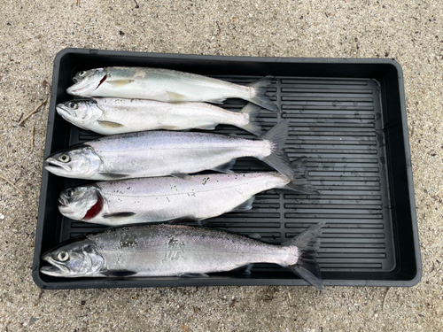 ビワマスの釣果