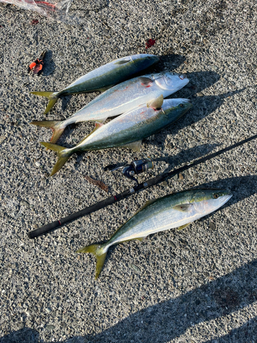 ハマチの釣果