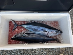 ビンチョウマグロの釣果