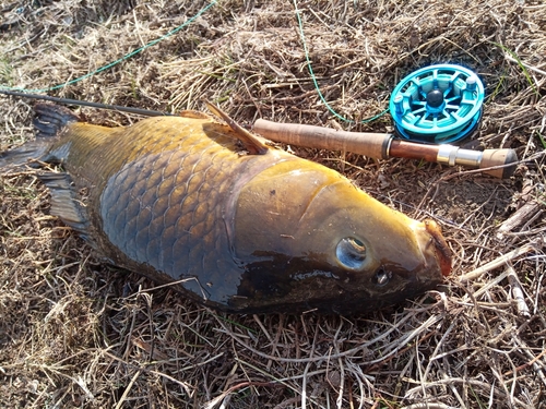 コイの釣果