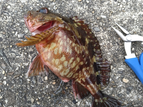 カサゴの釣果