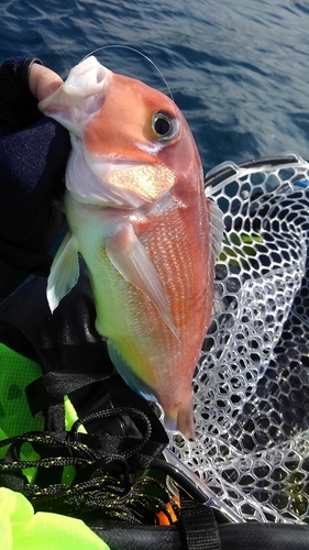 アマダイの釣果