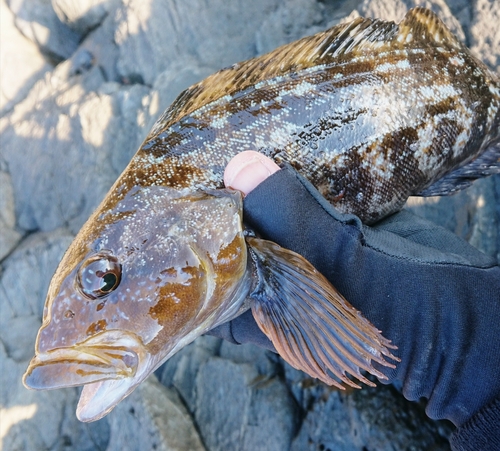 アイナメの釣果