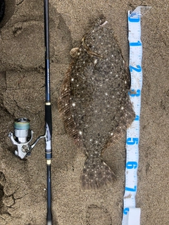 ヒラメの釣果
