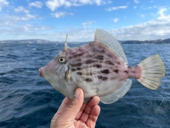 カワハギの釣果