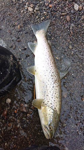 ブラウントラウトの釣果