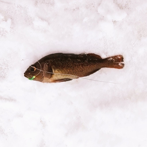 ガヤの釣果