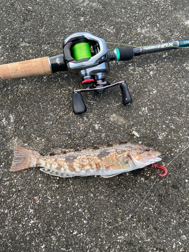 アイナメの釣果