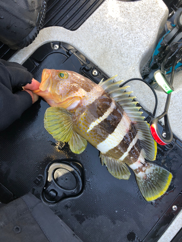 アオハタの釣果