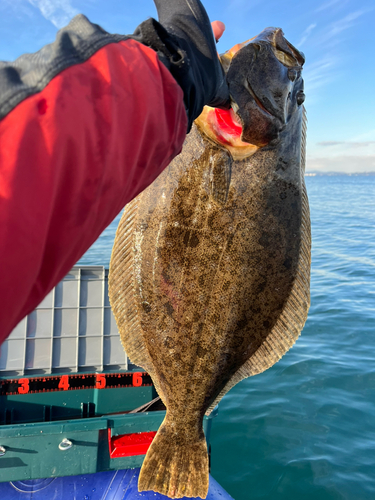 ヒラメの釣果