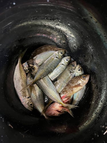 アジの釣果