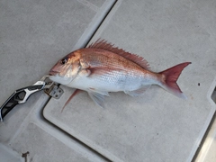 マダイの釣果