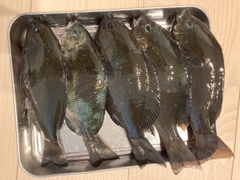 グレの釣果