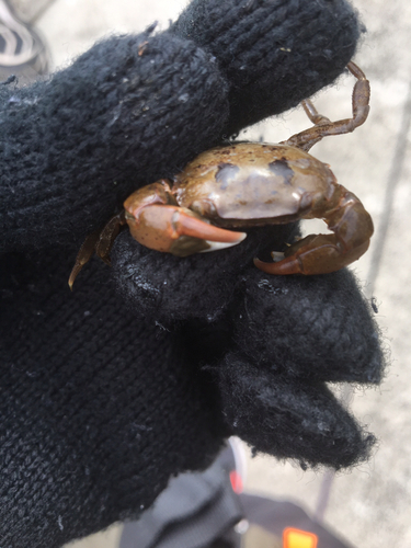 カニの釣果