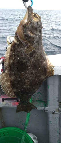 ヒラメの釣果