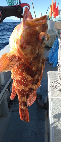 ウッカリカサゴの釣果